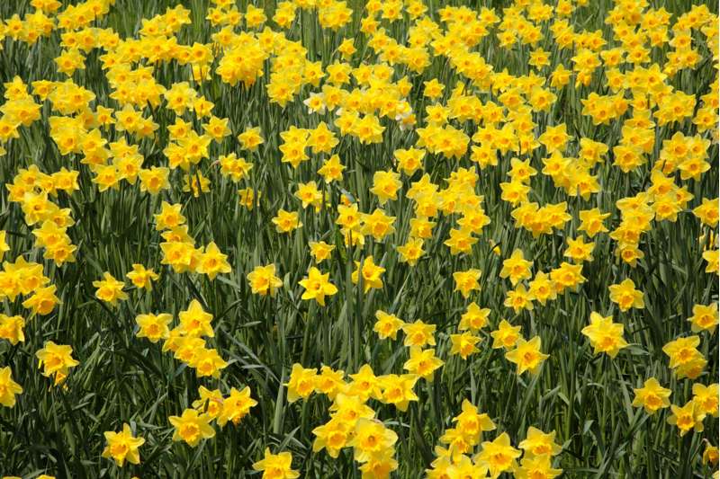 Narcissus 'Sweetness'